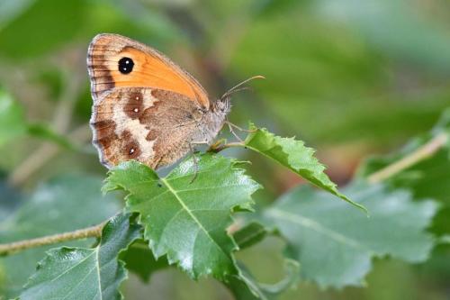 Amaryllis (Pyronia tithonus) mâle