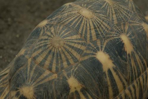 Tortue rayonnée