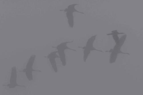 Départ des grues cendrées vers les champs et un grand cormoran, le matin