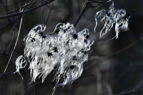 Clématite des haies