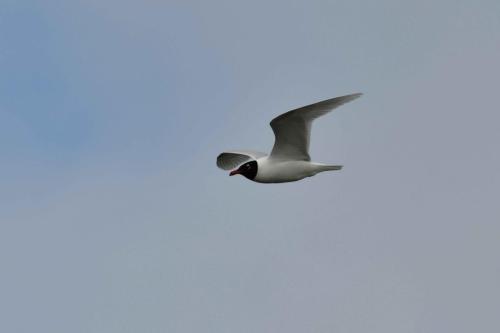 Mouette mélanocéphale