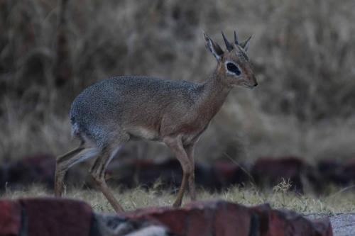 Dikdik Damara