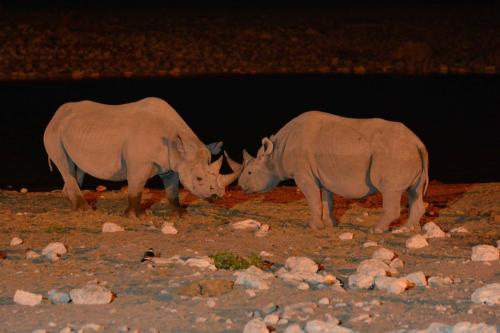 Rhinocéros blancs