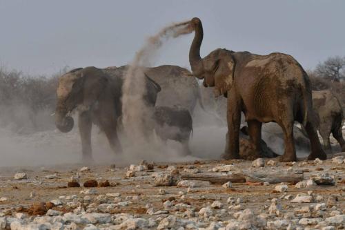 Eléphants de savane