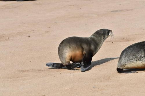 Otaries à fourrure d'Afrique du Sud