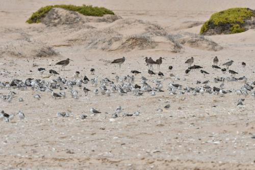 Courlis corlieux, tournepierres à collier, bécasseaux sanderlings