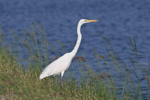Grande aigrette
