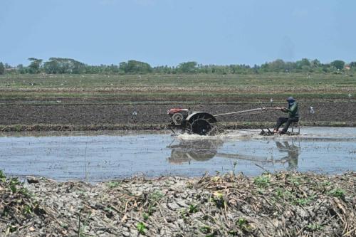 Rizières près de Phetchaburi