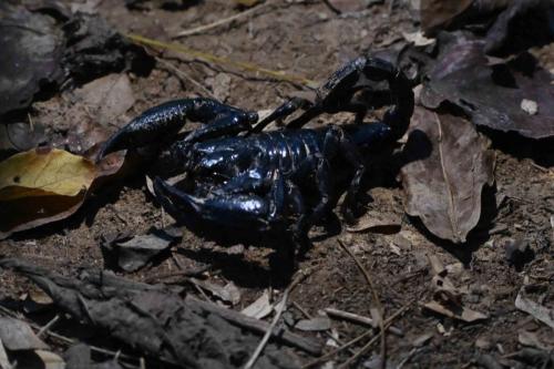 Heterometrus laoticus ? (Scorpion)