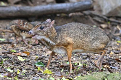 Chevrotain kanchil