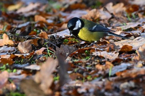 Mésange charbonnière