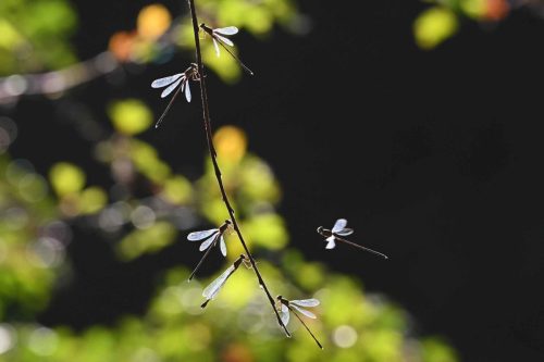 Lestes verts