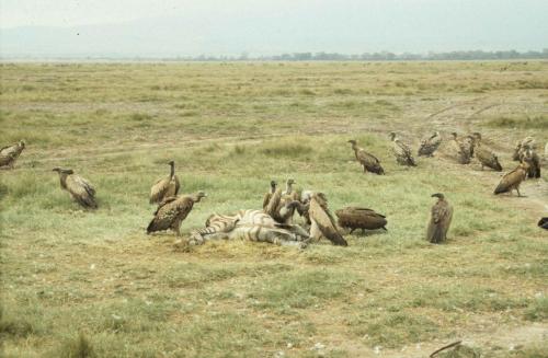 Kenya - Réserve d'Amboselli - Vautours