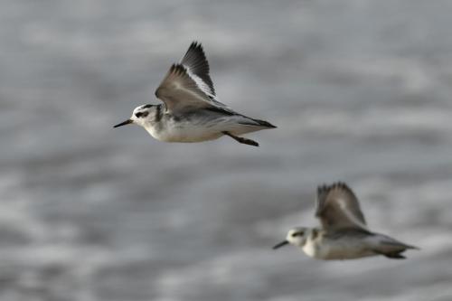 Phalaropes à bec large