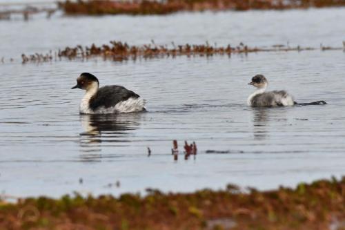 Grèbes aux belles joues