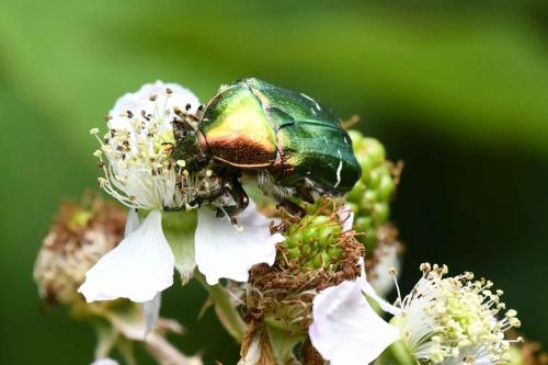 Cétoine dorée (Cetonia aurata)