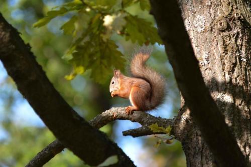 Ecureuil roux