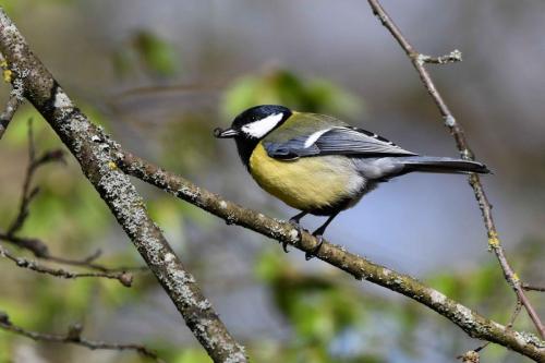 Mésange charbonnière