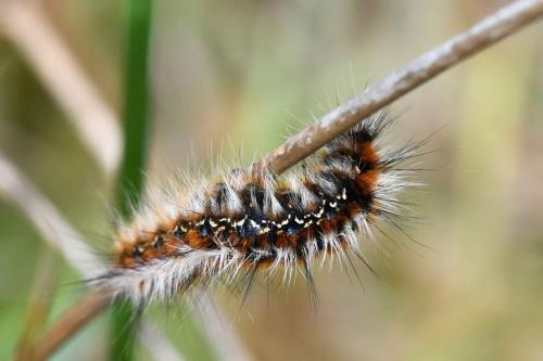 Laineuse du prunellier (Eriogaster catax)