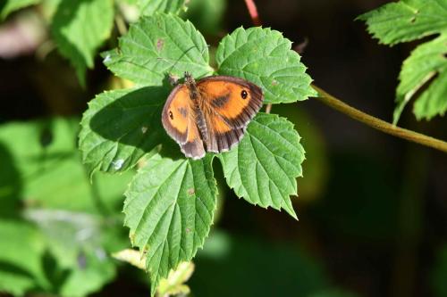 Amaryllis (Pyronia tithonus) mâle