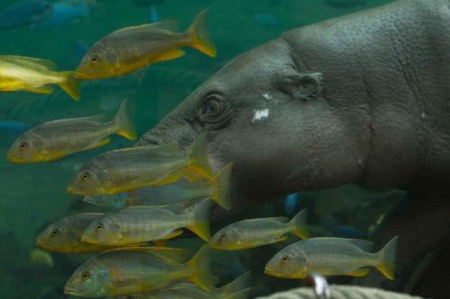 Hippopotame pygmée