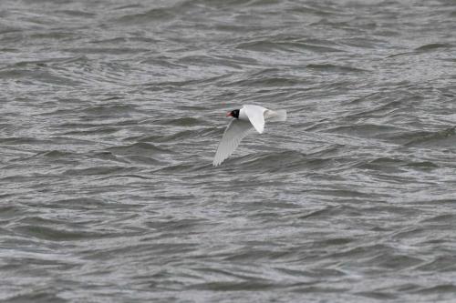 Mouette mélanocéphale