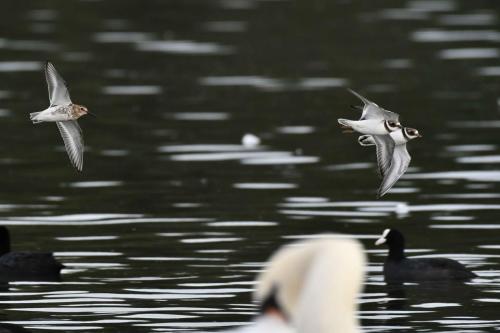 Grands gravelots et bécasseau variable