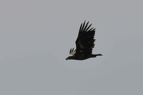 Pygargue à queue blanche