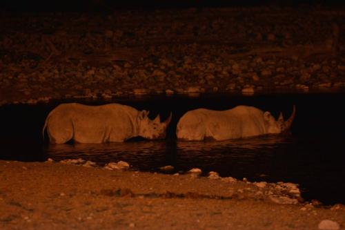 Rhinocéros blancs