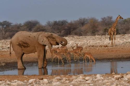 Eléphant de savane, girafe, impalas à face noire