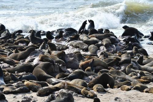 Otaries à fourrure d'Afrique du Sud