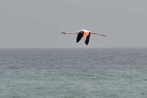 Flamant rose