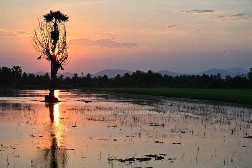 Rizières à Phetchaburi