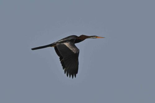 Anhinga roux