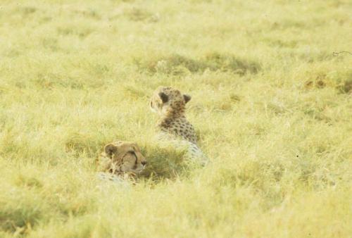 Kenya - Réserve d'Amboselli - Guépards