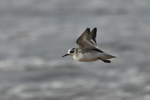 Phalarope à bec large