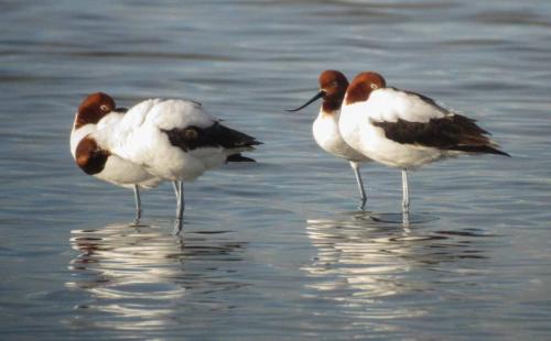 Avocettes d'Australie