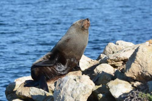 Otarie à fourrure de Nouvelle-Zélande