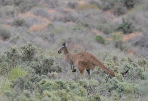 Kangourou gris de l'ouest