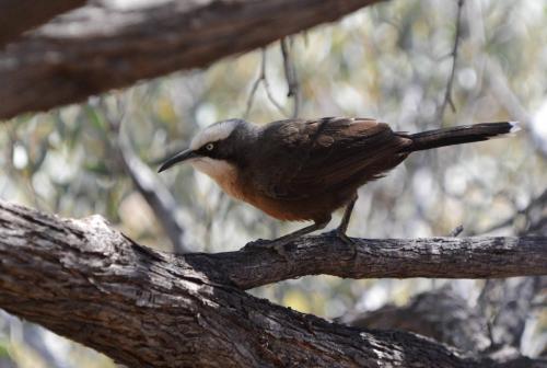 Pomatostome à calotte grise