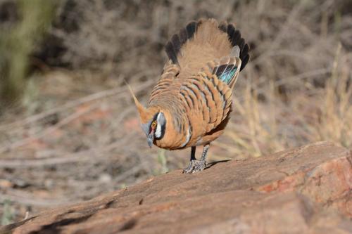 Colombine plumifère