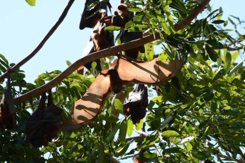 Jeune renard-volant qui teste ses ailes