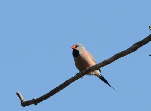 Diamant à longue queue