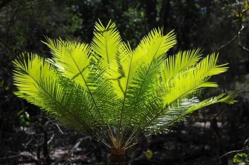 Cycad