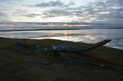Squelette de baleine