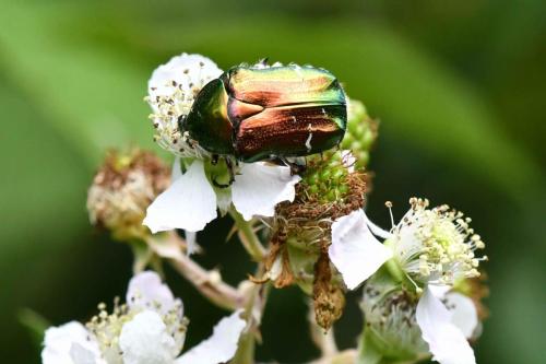 Cétoine dorée (Cetonia aurata)