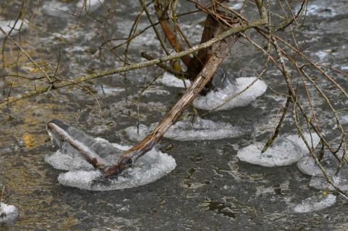 Glace étang de Saint-Quentin en Yvelines 13 février 2021