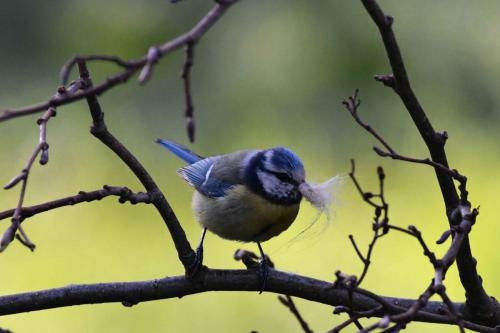 Mésange bleue