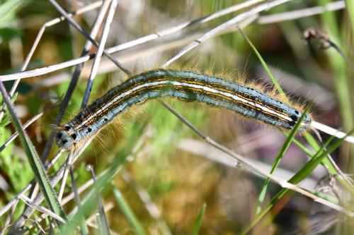 Livrée des arbres (Malacosoma neustrium)