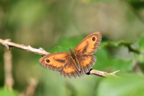 Amaryllis (Pyronia tithonus) mâle